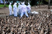 Bird flu again In four panchayats sale of chicken and duck meat eggs and manure has been banned