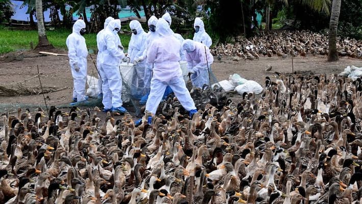 20000 Ducks Die In Kerala With Avian Flu 20000 Ducks Die In Kerala With Avian Flu