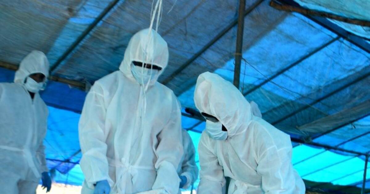  h3n8 bird flu : முதலில் கொரோனா இப்போ! சீனாவில் முதல்முறையாக H3N8 பறவைக் காய்ச்சல் 4வயது குழந்தைக்குப் பரவியது