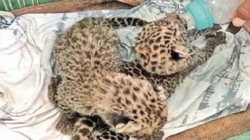 Seven leopard cubs at the Bannerghatta National Park die of Feline panleukopenia Seven leopard cubs at the Bannerghatta National Park die of Feline panleukopenia