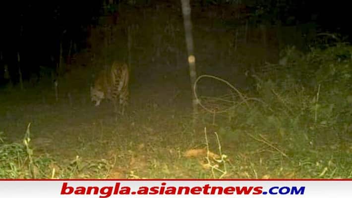 picture of tiger on track camera of forest department in Buxa picture of tiger on track camera of forest department in Buxa