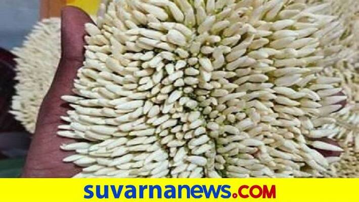 Bhatkal Jasmine Price Rise Due to Rain in Uttara Kannada grg Bhatkal Jasmine Price Rise Due to Rain in Uttara Kannada grg