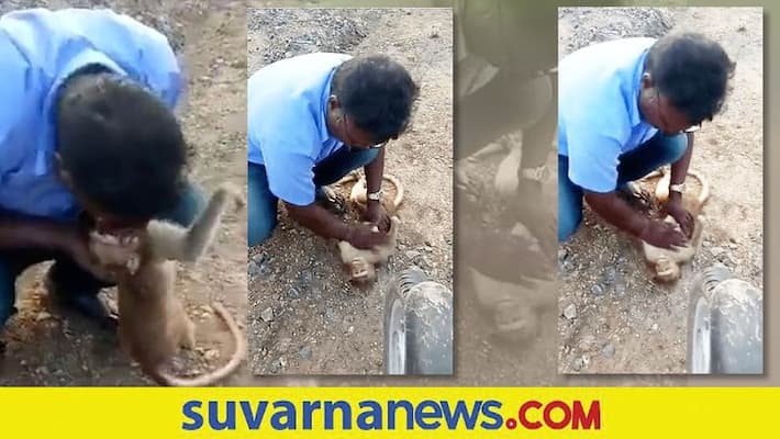 Man Revives Monkey by Performing CPR video got viral in Social media Man Revives Monkey by Performing CPR video got viral in Social media