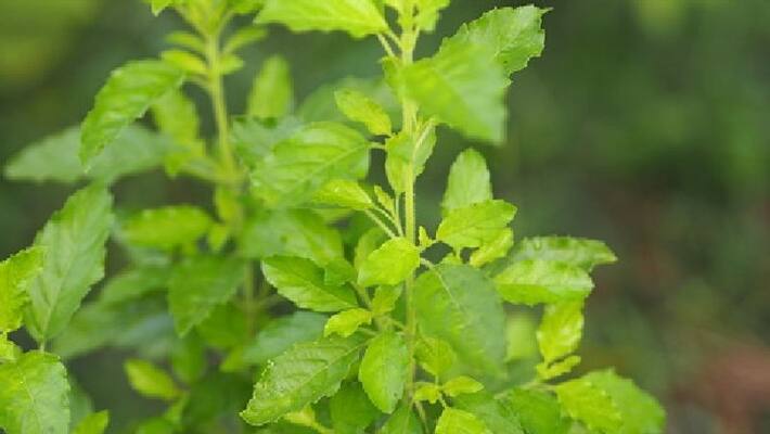 Planting these five trees along with Tulsi banana during rainy season will increase amount of property bsm Planting these five trees along with Tulsi banana during rainy season will increase amount of property bsm