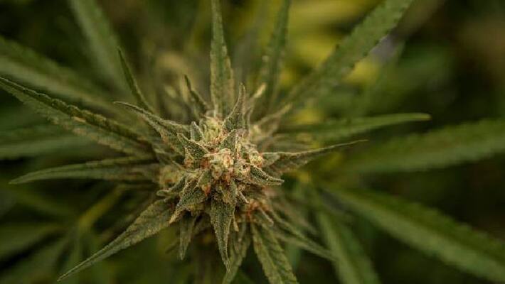 Tripura BJP vice-president's vehicle seized with ganja Tripura BJP vice-president's vehicle seized with ganja