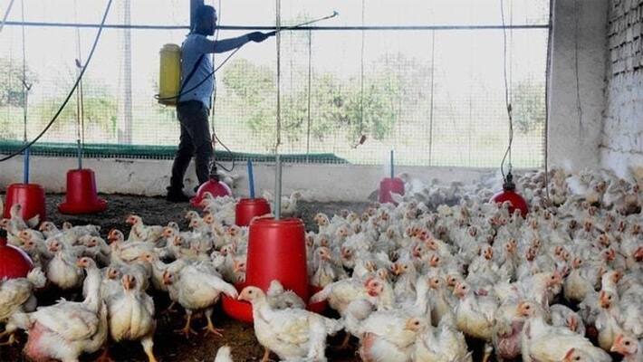 bird flu confirmed in pathanamthitta bird flu confirmed in pathanamthitta