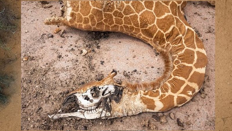 Severe drought in the African country of Kenya, viral pictures KPA