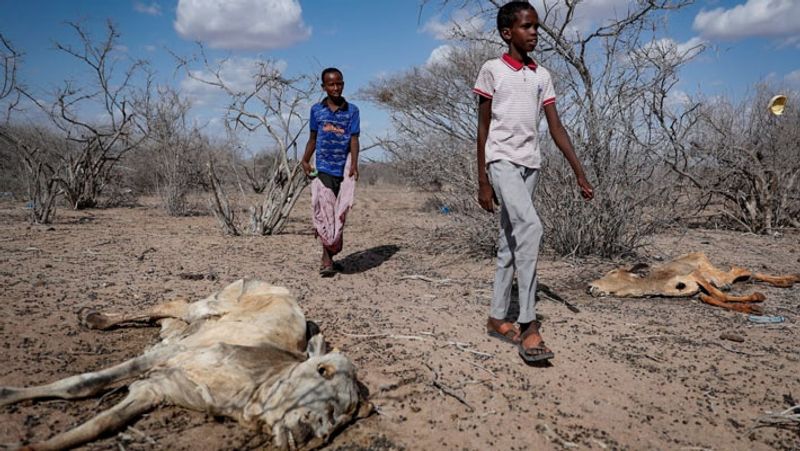 Severe drought in the African country of Kenya, viral pictures KPA