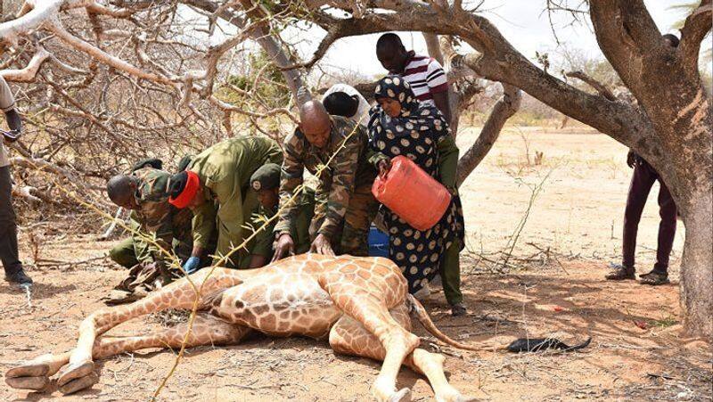 Severe drought in the African country of Kenya,  viral pictures KPA