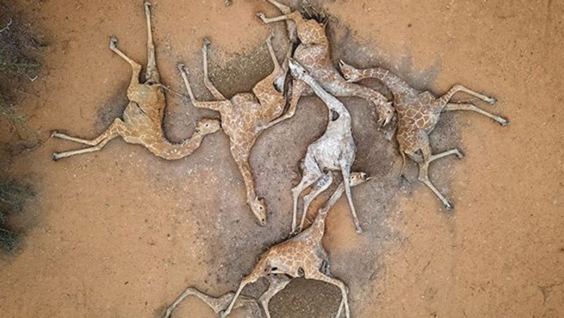 Severe drought in the African country of Kenya, viral pictures KPA