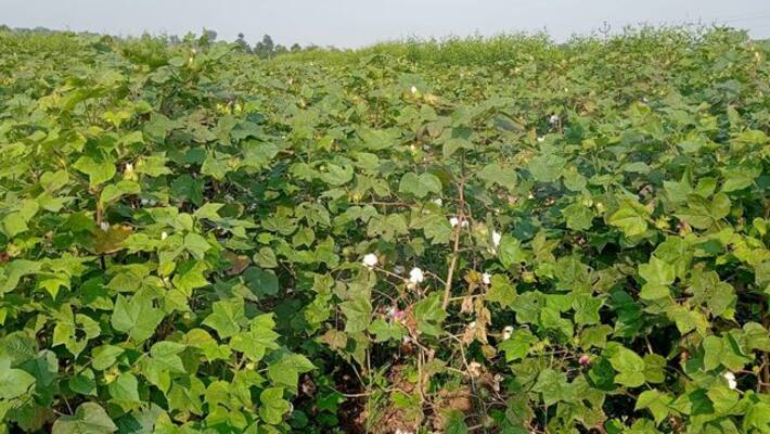 Farmers Faces Problems Due to Fake Cotton Seed grg Farmers Faces Problems Due to Fake Cotton Seed grg