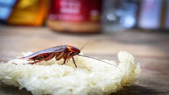 Effective Ways to Get Rid of Cockroaches at Homes Vin