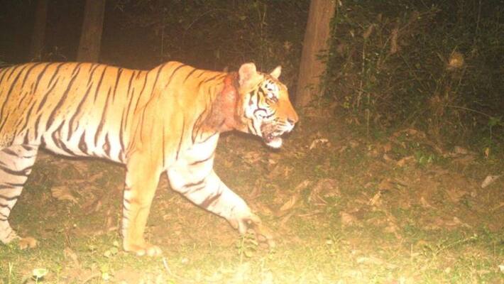 hillside of Malappuram district The presence of the tiger again hillside of Malappuram district The presence of the tiger again