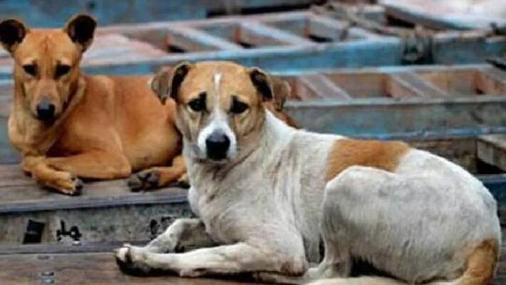 stray dog dies after bite women stray dog dies after bite women