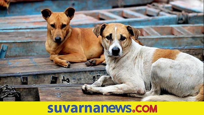 Woman Fined 8 Lakh For Feeding Stray Dogs in Mumbai Woman Fined 8 Lakh For Feeding Stray Dogs in Mumbai