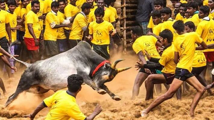 TN Govt said Jallikattu will be held in 2023 as planned TN Govt said Jallikattu will be held in 2023 as planned