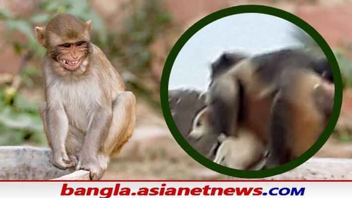 Revenge of Monkeys killed 250 puppies after dogs killed one of apes infant bsm Revenge of Monkeys killed 250 puppies after dogs killed one of apes infant bsm