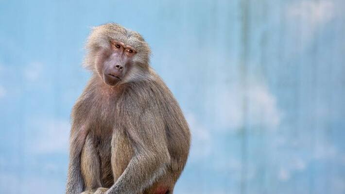 4 Month Old Baby Thrown from 3 Storey Building by Monkey in UP 4 Month Old Baby Thrown from 3 Storey Building by Monkey in UP