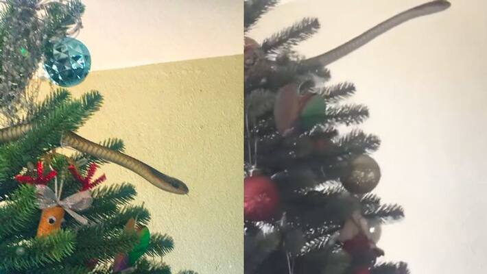family finds venomous snake in christmas tree family finds venomous snake in christmas tree