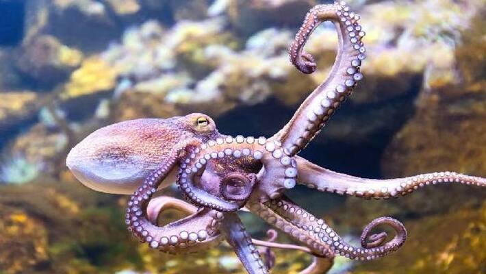 Octopus farm and criticism from conservationists Octopus farm and criticism from conservationists