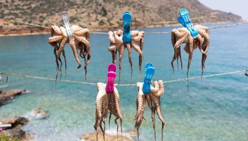 Octopus farm and criticism from conservationists