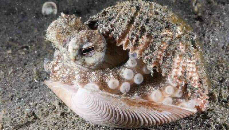Octopus farm and criticism from conservationists