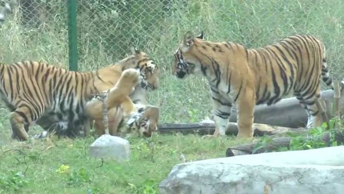 narendra singh tomar has introduced the corona vaccine for animals which made in india narendra singh tomar has introduced the corona vaccine for animals which made in india