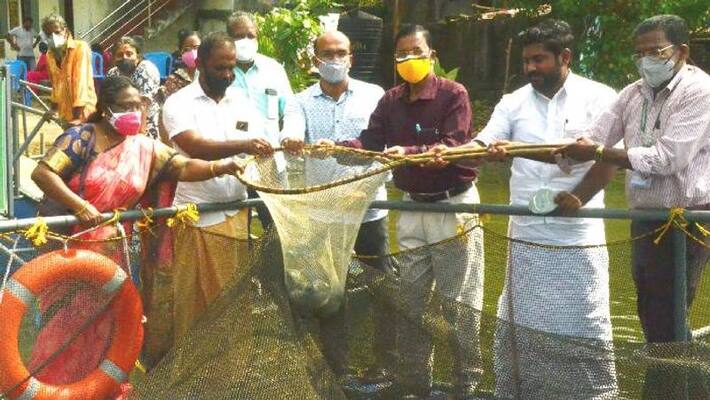 karimeen and tilapia harvesting karimeen and tilapia harvesting