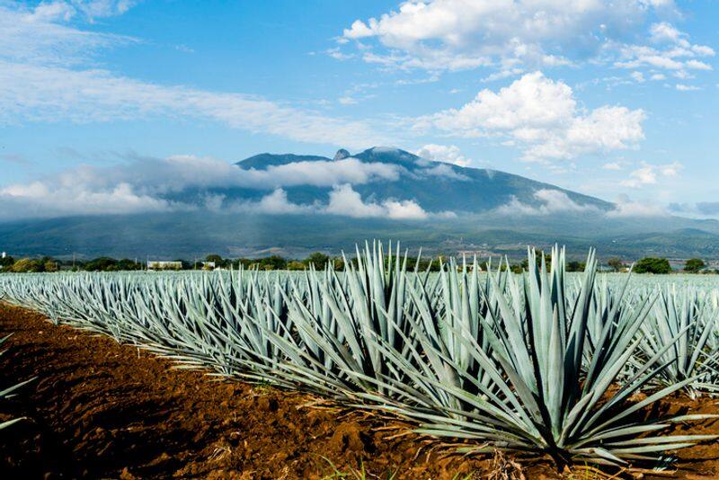 Tequila distilling wastes kills fishes and fouls reservoir