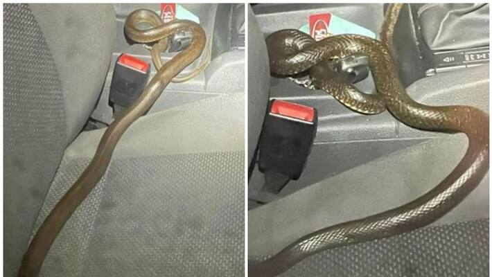 Deadly eastern brown snake travels unnoticed in car for hours Deadly eastern brown snake travels unnoticed in car for hours