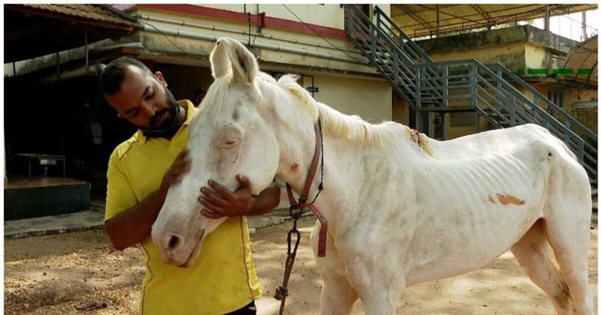 അവശയായ കുതിരയ്ക്ക് ചികിത്സ നൽകുന്നില്ല, ജില്ലാ മൃഗാശുപത്രിക്കെതിരെ പരാതി, കുതിരയുമായി യുവാവ്