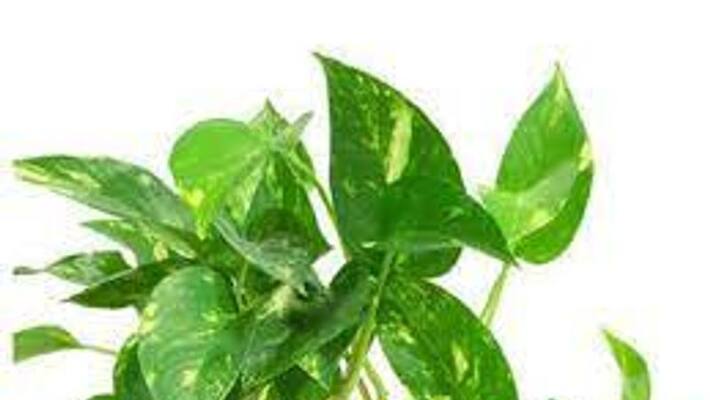 do not keep money plant in wron direction know vastu tips for this plant NTP do not keep money plant in wron direction know vastu tips for this plant NTP