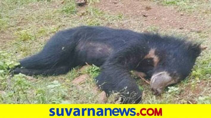 11 Bear Killed in Road Accidents Last one Decade in Koppal grg 11 Bear Killed in Road Accidents Last one Decade in Koppal grg