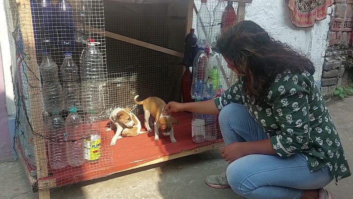 swapna in raiganj made house for street dogs by plastic bottles to save them from cold bmm swapna in raiganj made house for street dogs by plastic bottles to save them from cold bmm