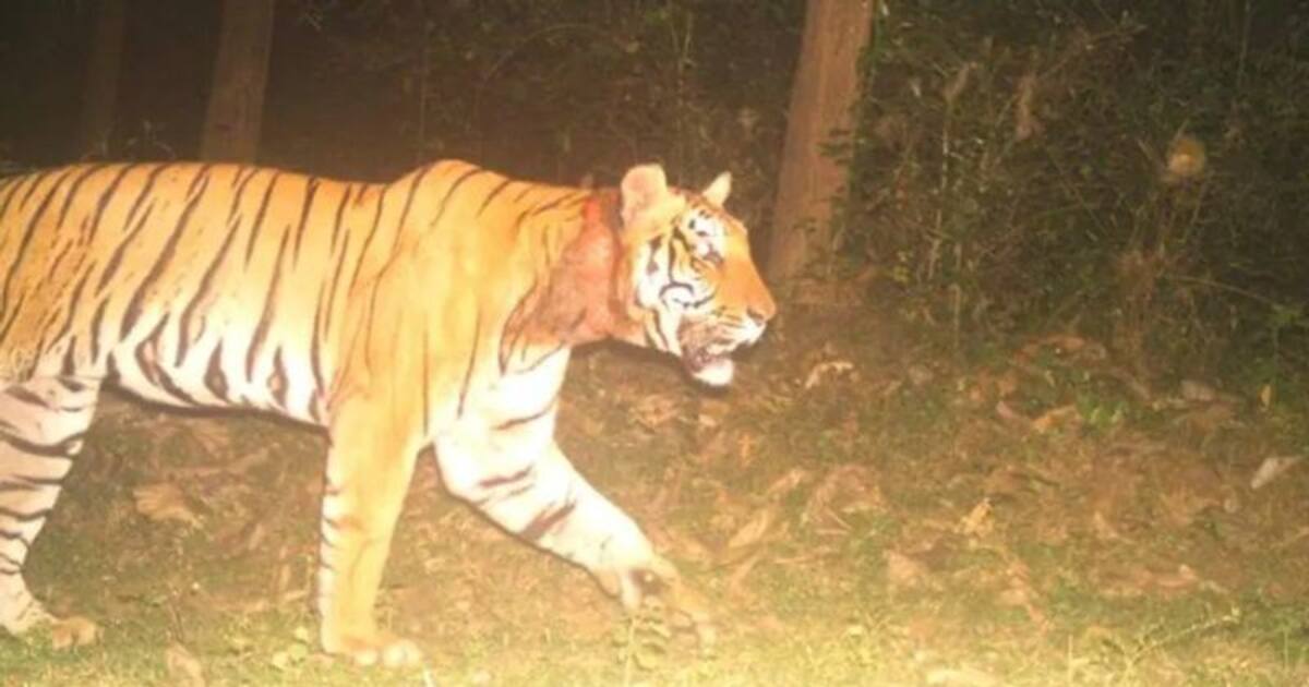 Wayanad Tiger Attack : സന്നാഹമൊരുക്കിയത് വിഫലമായി; കുറുക്കന്‍മൂലയിലെ ...