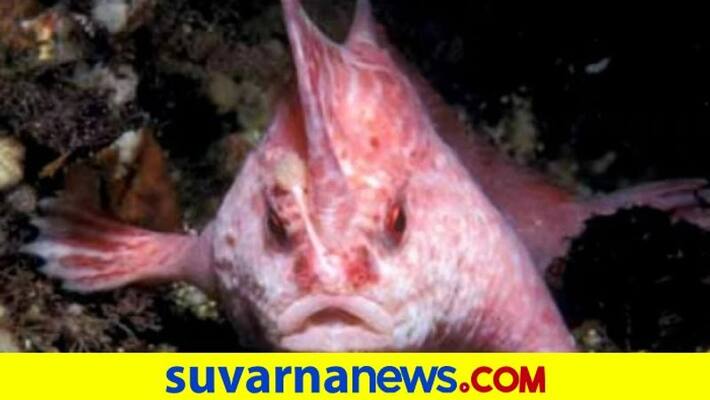 Rare Pink hand walking fish spotted after 22 years in Tasmanian coast akb Rare Pink hand walking fish spotted after 22 years in Tasmanian coast akb