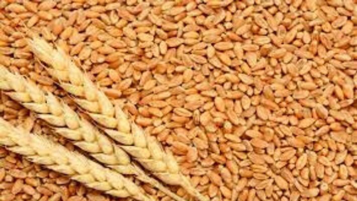 Bangladesh Looks To Russia For Wheat Bangladesh Looks To Russia For Wheat