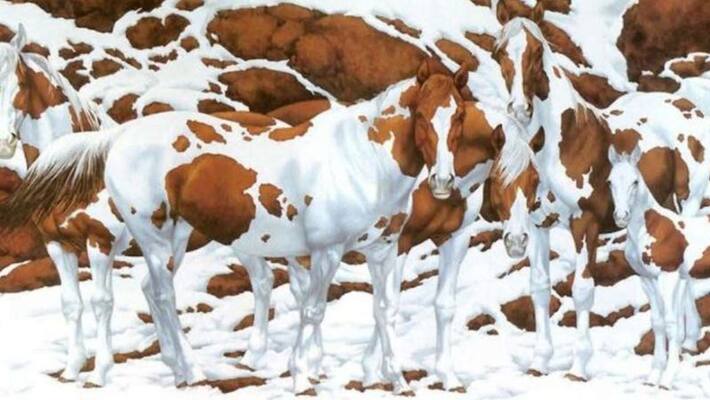 viral optical illusion of horses viral optical illusion of horses