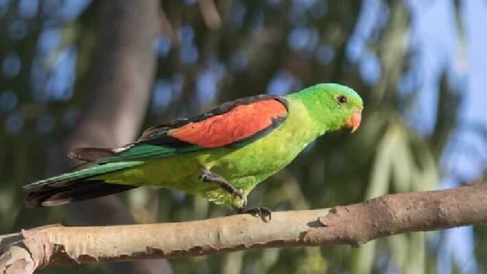 Two woman Panchayat For Parrot in UP Two woman Panchayat For Parrot in UP