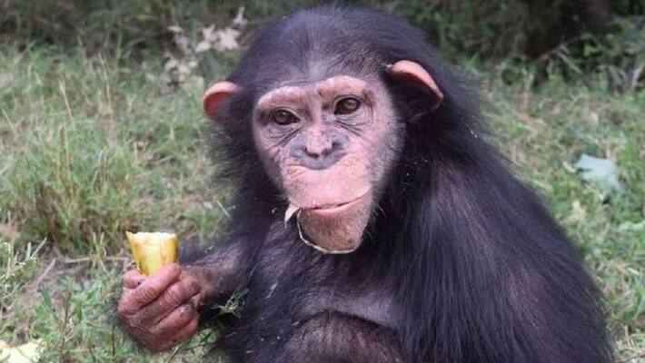 fellow apes killed chimpanzee raised by humans fellow apes killed chimpanzee raised by humans