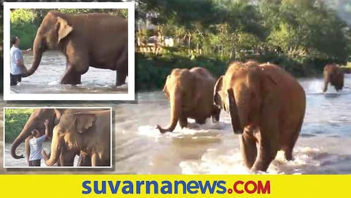elephants reuniting with their caregiver after 14 months watch emotional video akb elephants reuniting with their caregiver after 14 months watch emotional video akb