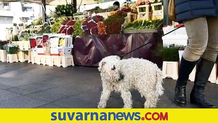 Germany Woman bites dog owner over punishment akb Germany Woman bites dog owner over punishment akb