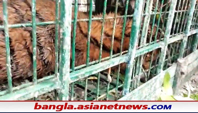 WB Forest Department Captured the tiger in a cage at Kultali RTB