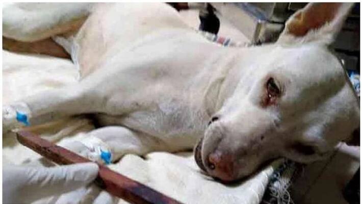 Animal brutality in Mumbai dog s penis chopped off by unidentified man mah Animal brutality in Mumbai dog s penis chopped off by unidentified man mah