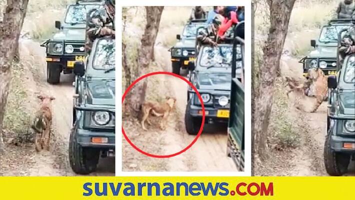 Tigress attacks dog in front of tourists at Ranthambore National Park akb Tigress attacks dog in front of tourists at Ranthambore National Park akb