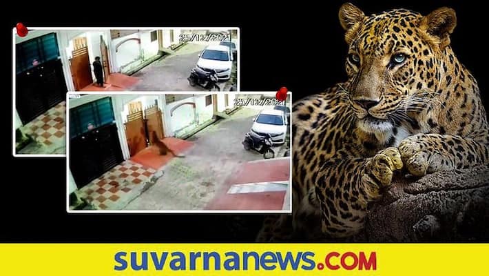 Leopard on prowl in Lucknows streets captured after 3 days akb Leopard on prowl in Lucknows streets captured after 3 days akb