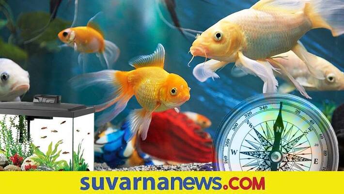 Fish brings home happiness and Prosperity Fish brings home happiness and Prosperity