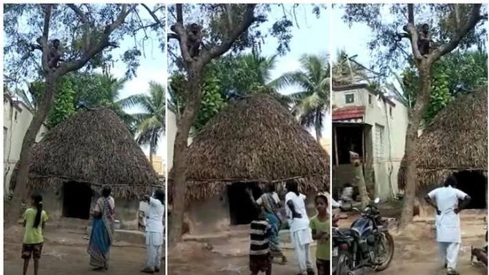Puducherry man climbs on tree to avoid dose of COVID-19 vaccine akb Puducherry man climbs on tree to avoid dose of COVID-19 vaccine akb