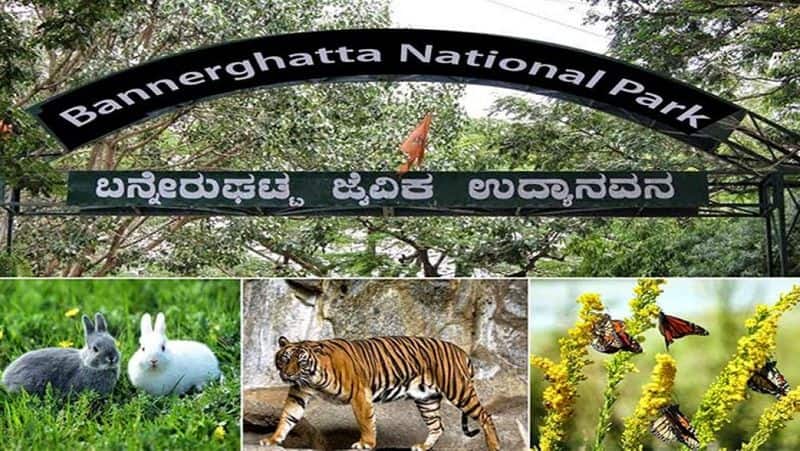NBF Urges to fasten 1000 acre survey of the Elephant Corridor Bannerghatta National Park  mah