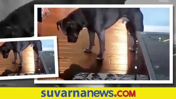 Dog plays with his own shadow adorable video goes viral akb Dog plays with his own shadow adorable video goes viral akb